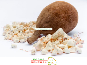 recette du gouye sénégalais le jus de baobab arbre aux mille vertus