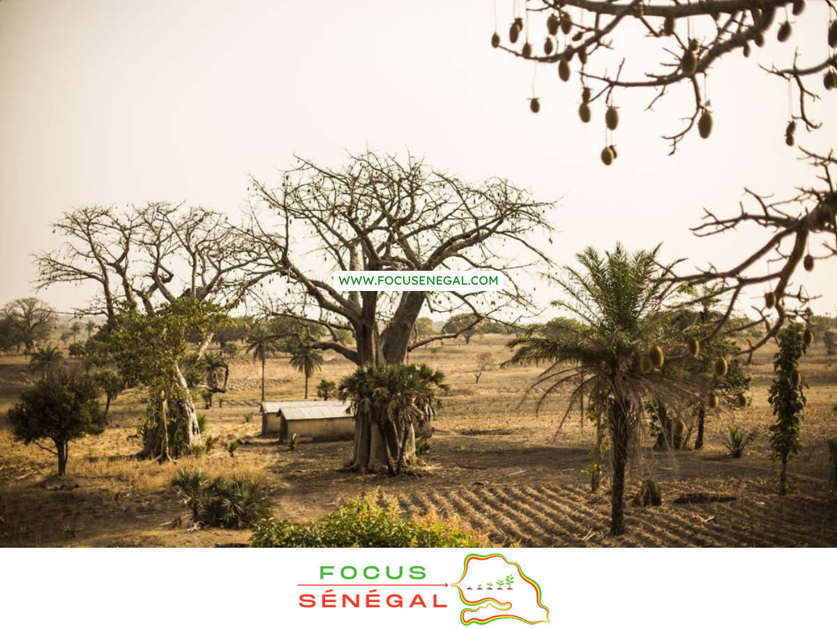 recette du gouye sénégalais le jus de baobab arbre aux mille vertus (2)